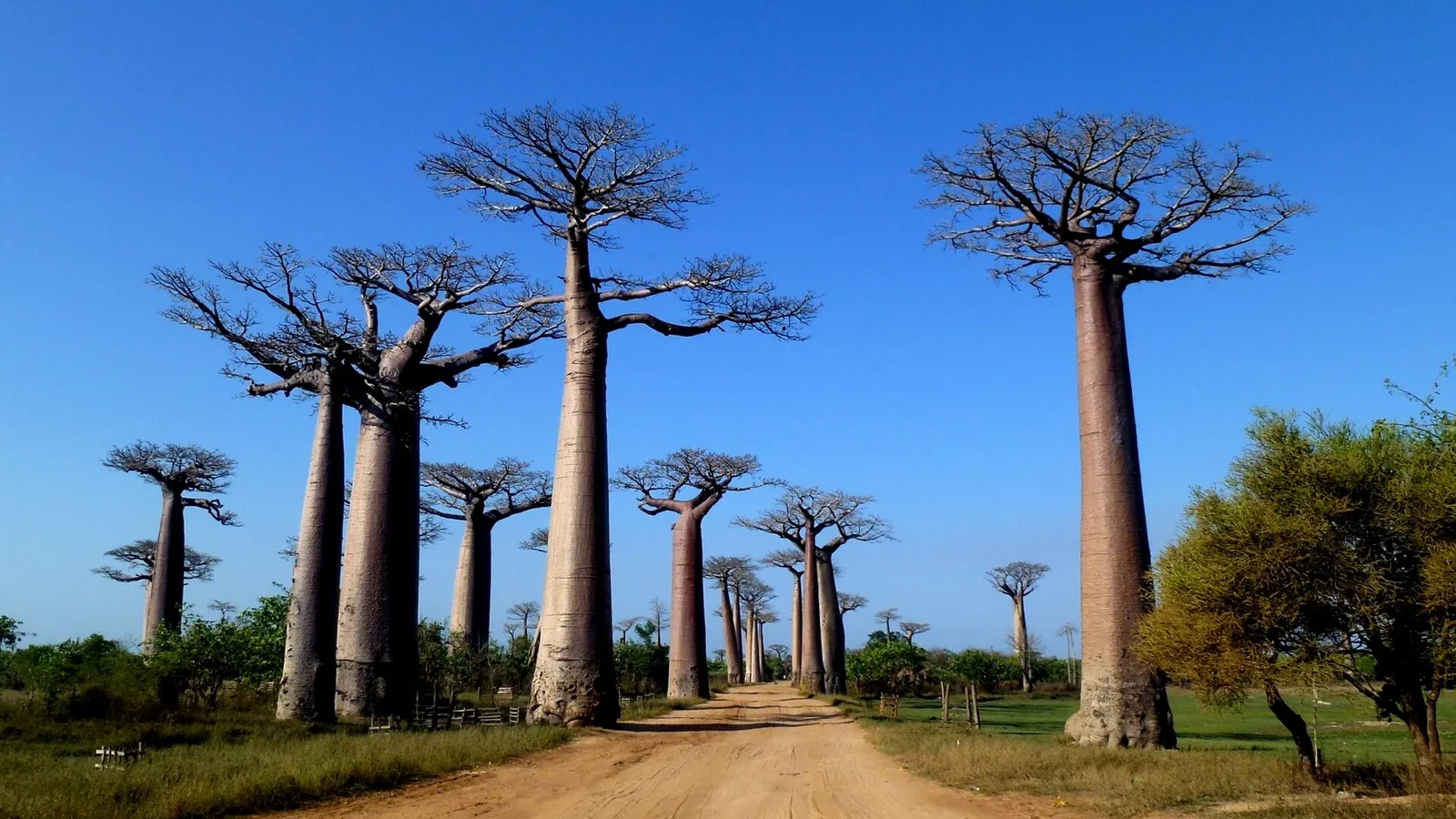 Allée des Baobabs, Madagascar